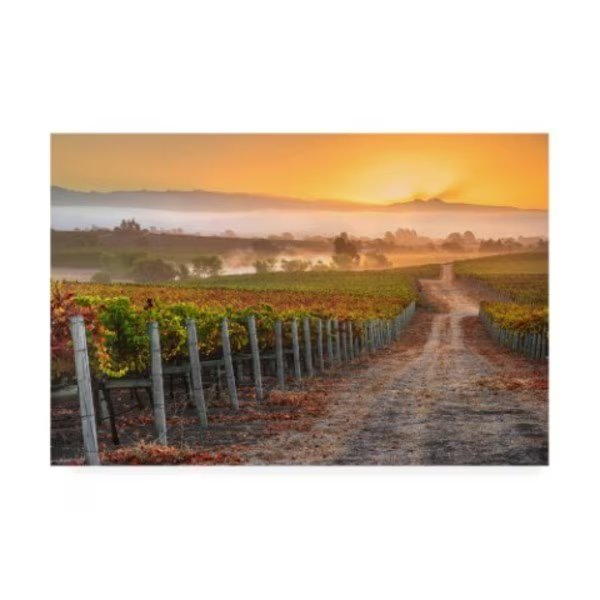 John Gavrilis 'Vineyard Sunrise' Canvas Art, 16x24, Trademark Fine Art, Mfr#: IC00819-C1624GG